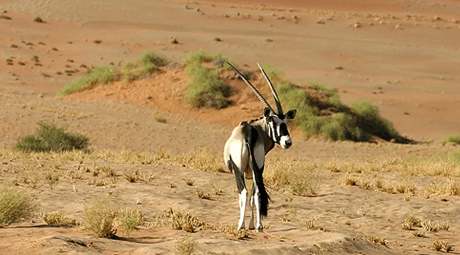 Desert National Sanctuary